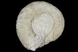 Mississipian Gastropod (Euomphalus) Fossil - Iowa #130281-2